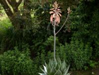 Thumbnail of 1996_Aloe Hybride Cosmo_20160529_03(1).JPG